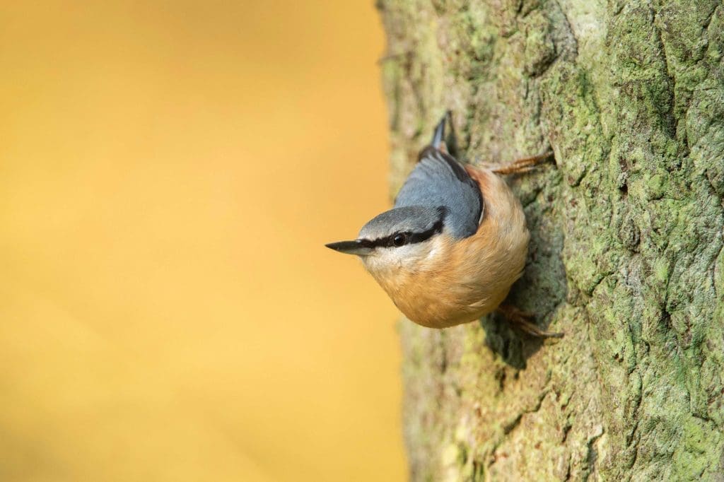 Featured Nuthatch RSPB Members Website A2ZTECH